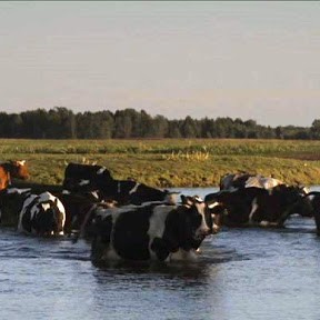 Wieś pływających krów
