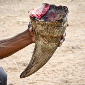 Wojna o rogi nosorożców